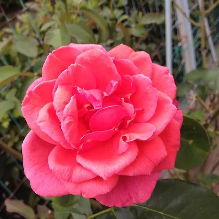 Penzion Le Rose Imola