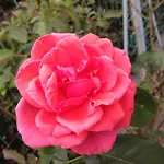 Gasthof Le Rose Imola